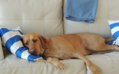 El tercero en discordia: problemas con los animales domésticos en las comunidades de propietarios