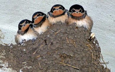 ¿Hay que proteger a las aves que anidan en las comunidades de vecinos?